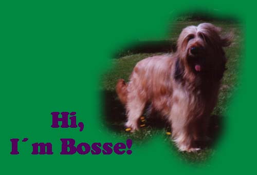 Bosse says hi!